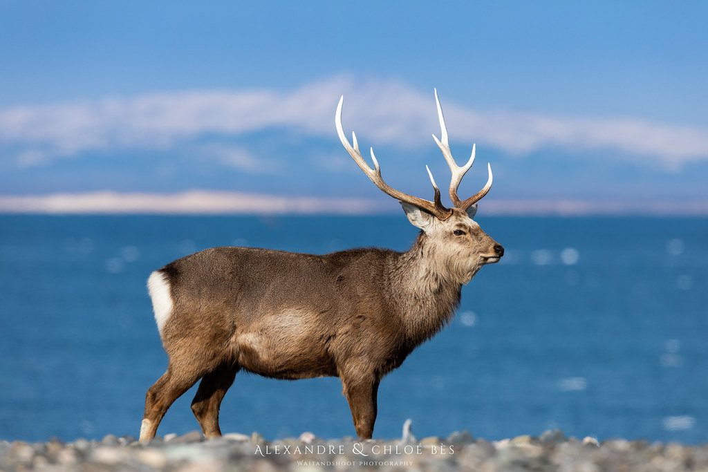 Ezo Deer